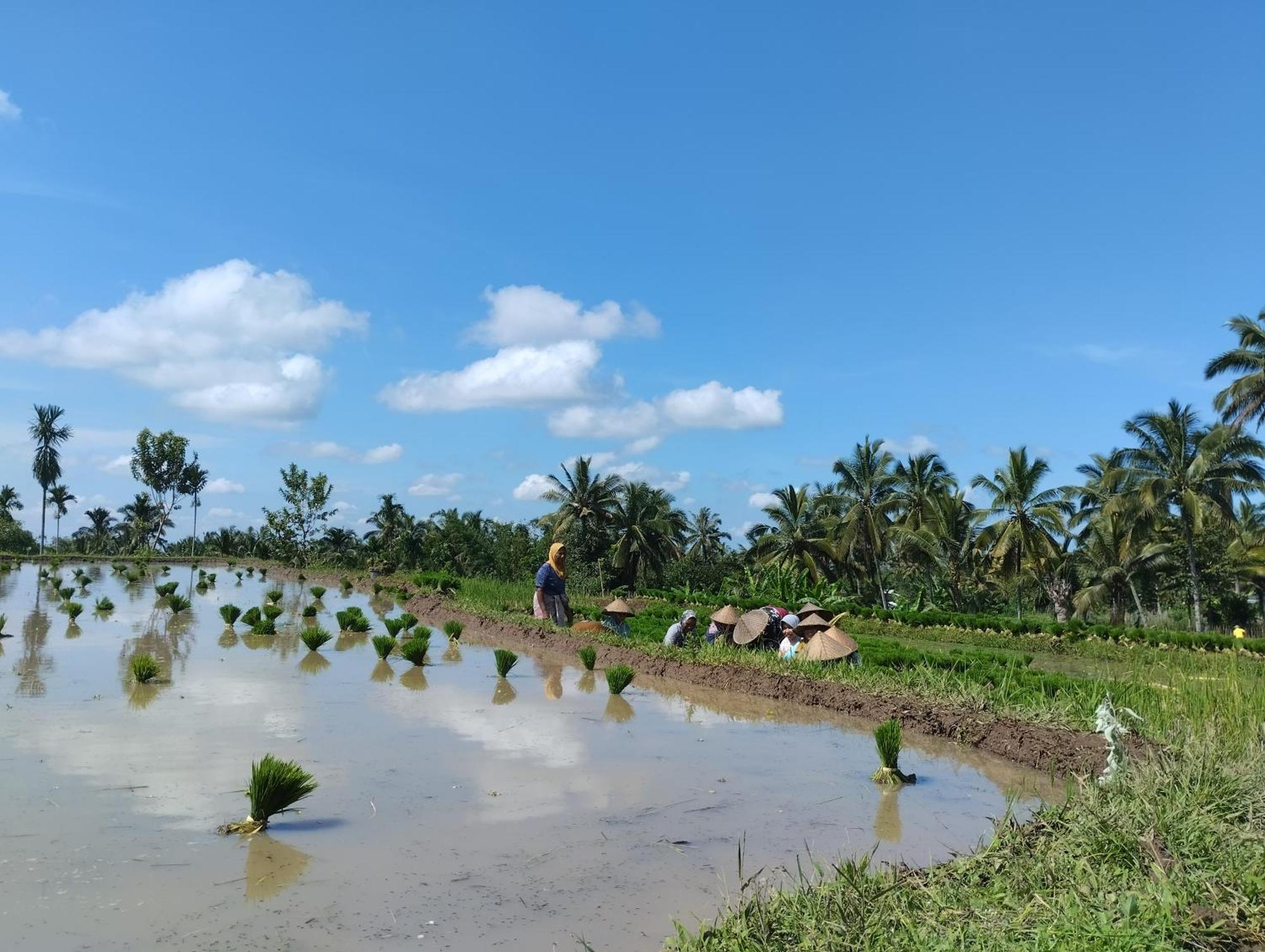 Rice Field Inn - Lombok เตเตบาตู ภายนอก รูปภาพ