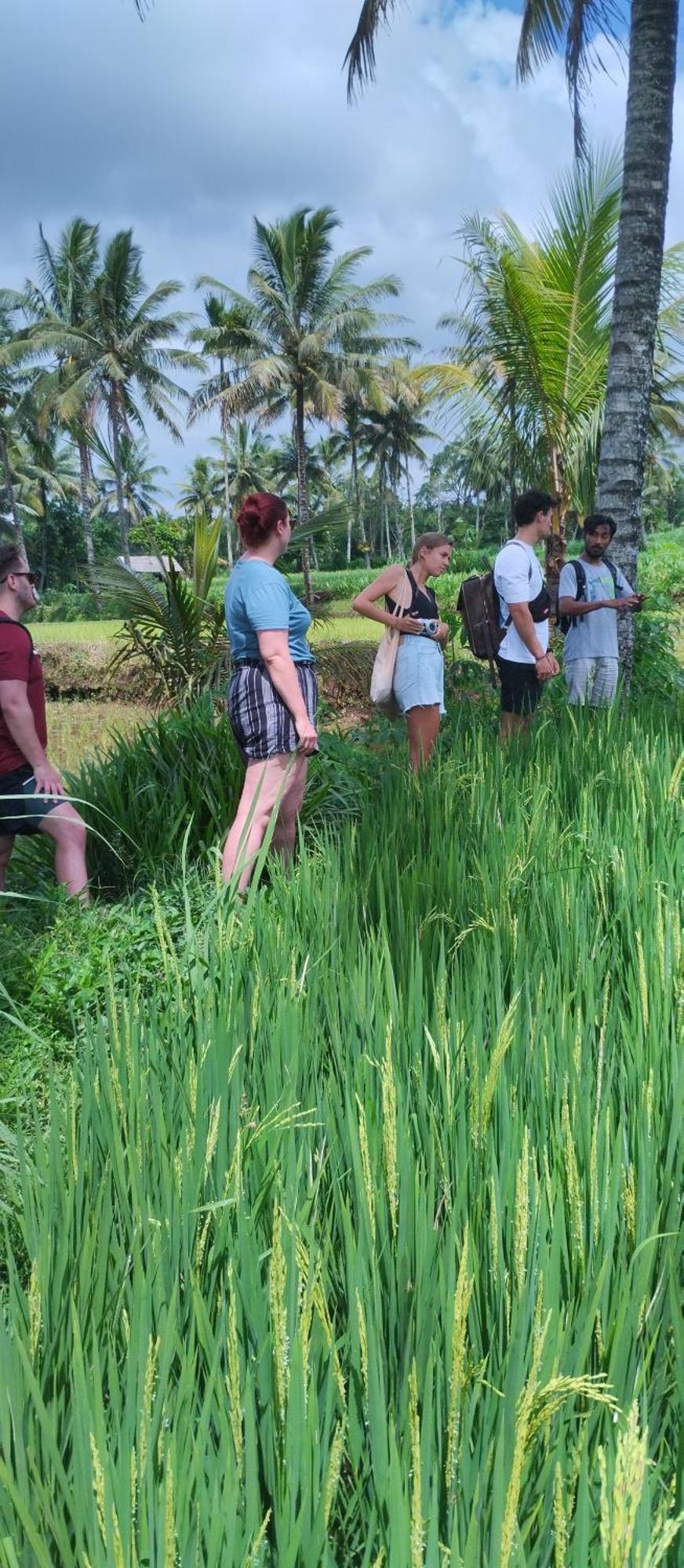 Rice Field Inn - Lombok เตเตบาตู ภายนอก รูปภาพ
