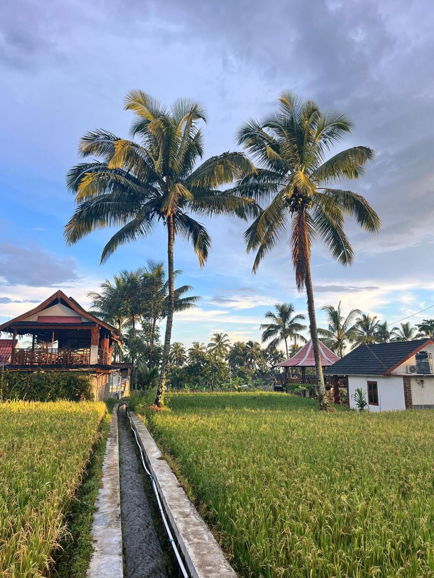 Rice Field Inn - Lombok เตเตบาตู ภายนอก รูปภาพ